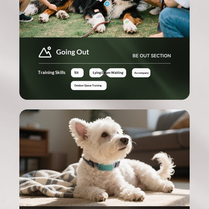 Durable Dynamic Training and Leash for Dogs