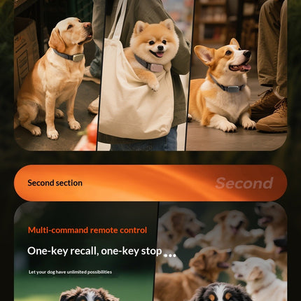 Durable Dynamic Training and Leash for Dogs
